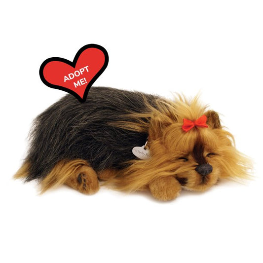 Perfect Petzzz Yorkie